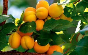 Kayısı, Malatya’nın Stratejik Değeridir