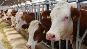 Malatya Kırmızı Et Üssü Oluyor