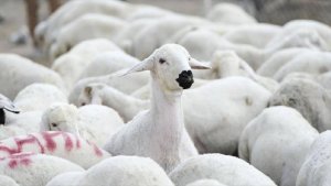 Malatya’da 100 Küçükbaş Hayvan Desteği Başladı: Başvurular Açıldı