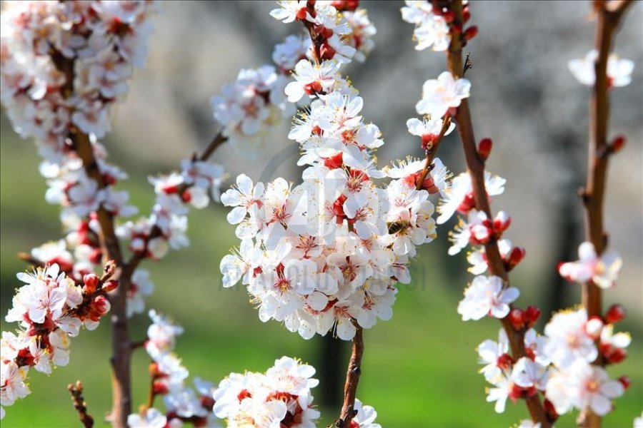 Malatya’da Bahar Manzarası: Kayısı Ağaçları Çiçek Açtı, Ova Beyaza Büründü Malatya
