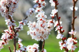 Malatya’da Bahar Manzarası: Kayısı Ağaçları Çiçek Açtı, Ova Beyaza Büründü Malatya