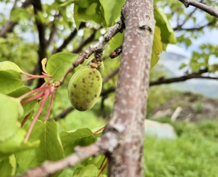 Malatya’da Dolu Alarmı Kayısı Bahçeleri Zarar Gördü Hasar Tespiti Başladı