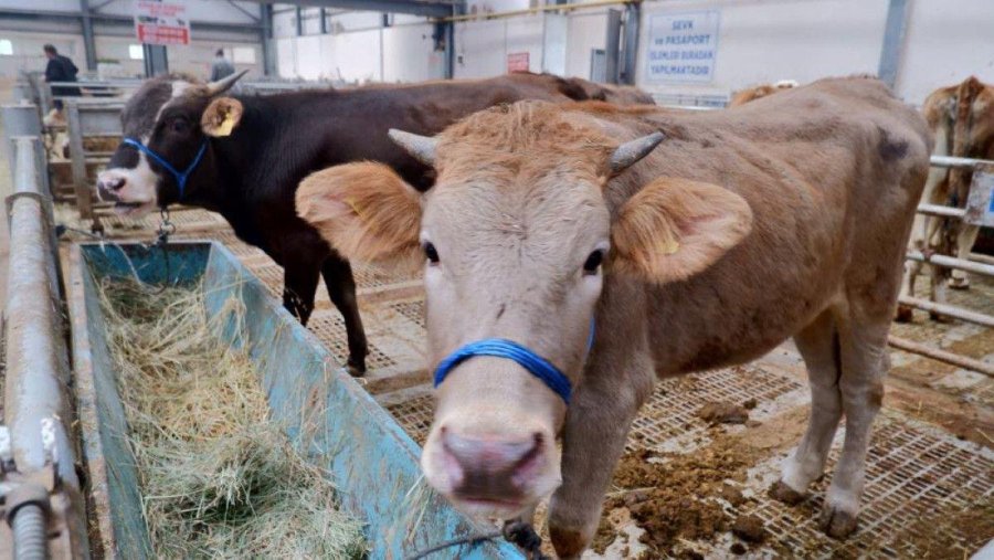 Malatya'da Kurbanlık Fiyatları Netleşti: 2026’da Dana Kaç TL Oldu?